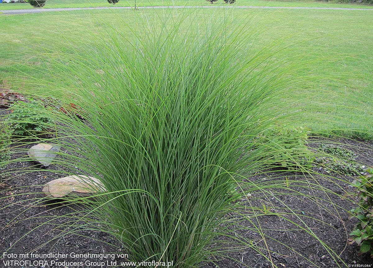Chinaschilf 'Gracillimus' (Miscanthus sinensis)