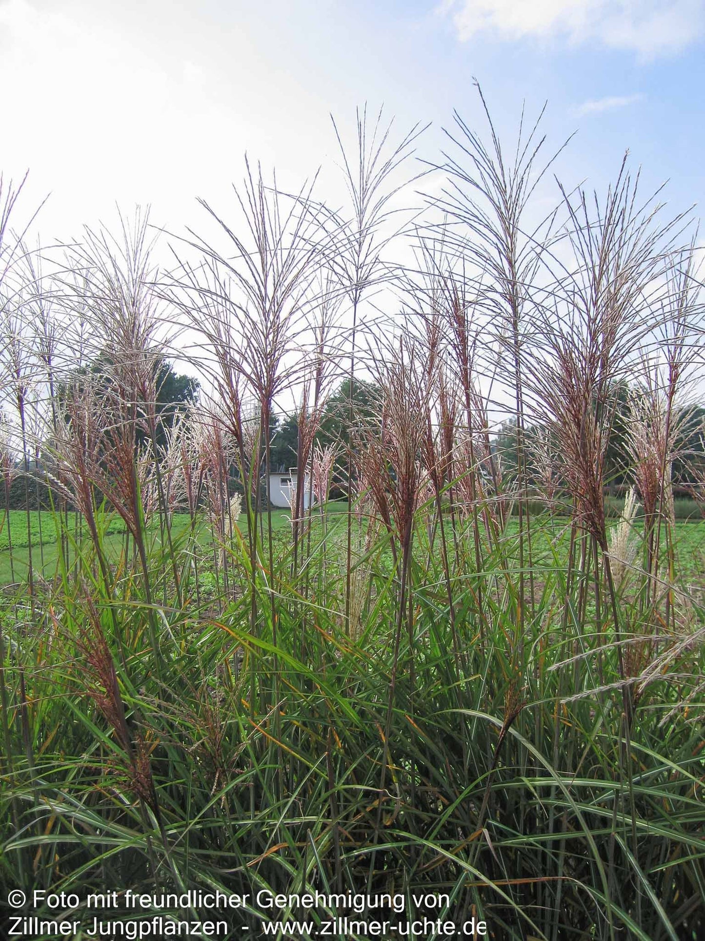 Chinaschilf 'Große Fontäne' (Miscanthus sinensis)