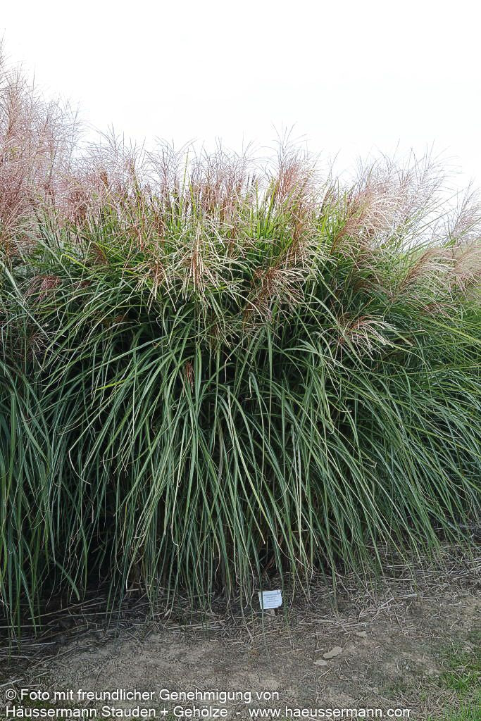 Chinaschilf 'Große Fontäne' (Miscanthus sinensis)