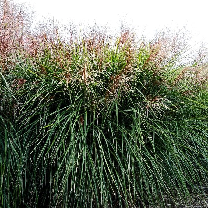Chinaschilf 'Große Fontäne' (Miscanthus sinensis)