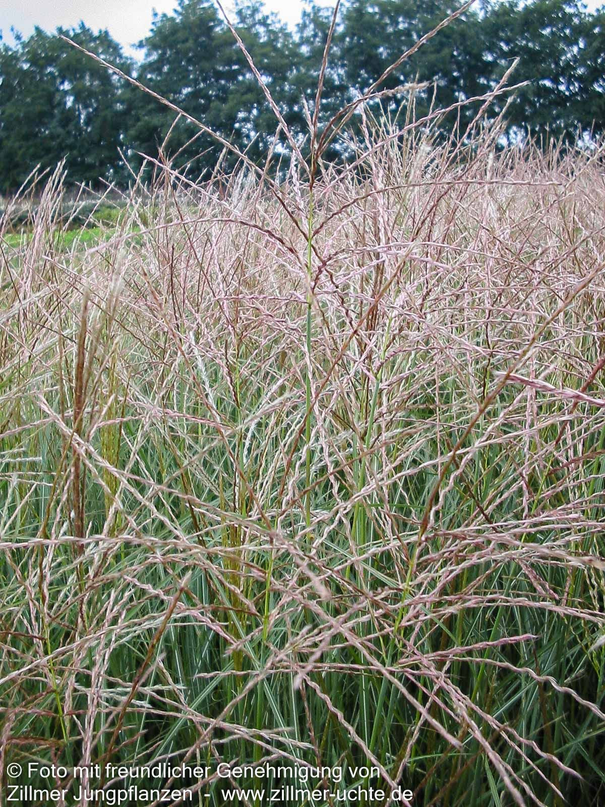 Chinaschilf 'Kleine Silberspinne' (Miscanthus sinensis)