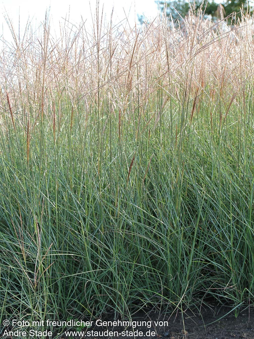 Chinaschilf 'Kleine Silberspinne' (Miscanthus sinensis)