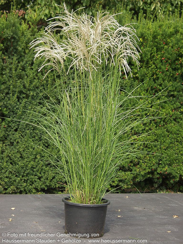Chinaschilf 'Kleine Silberspinne' (Miscanthus sinensis)
