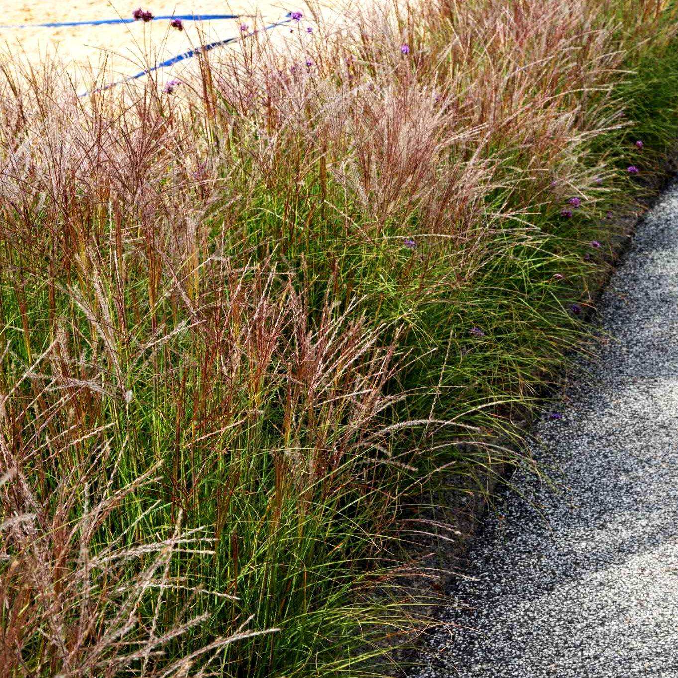Chinaschilf 'Kleine Silberspinne' (Miscanthus sinensis)