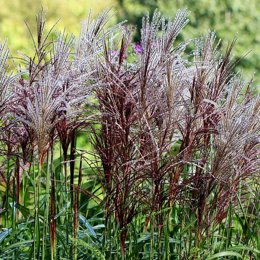 Chinaschilf 'Malepartus' (Miscanthus sinensis)