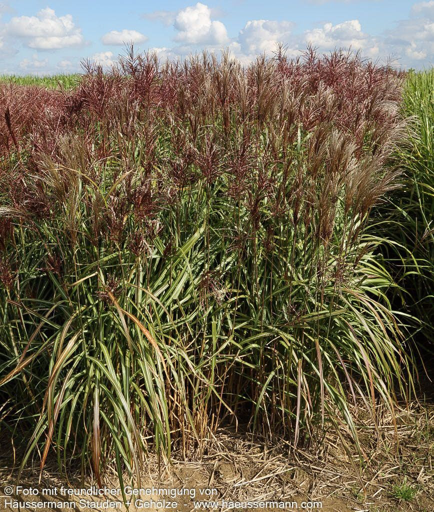 Chinaschilf 'Malepartus' (Miscanthus sinensis)