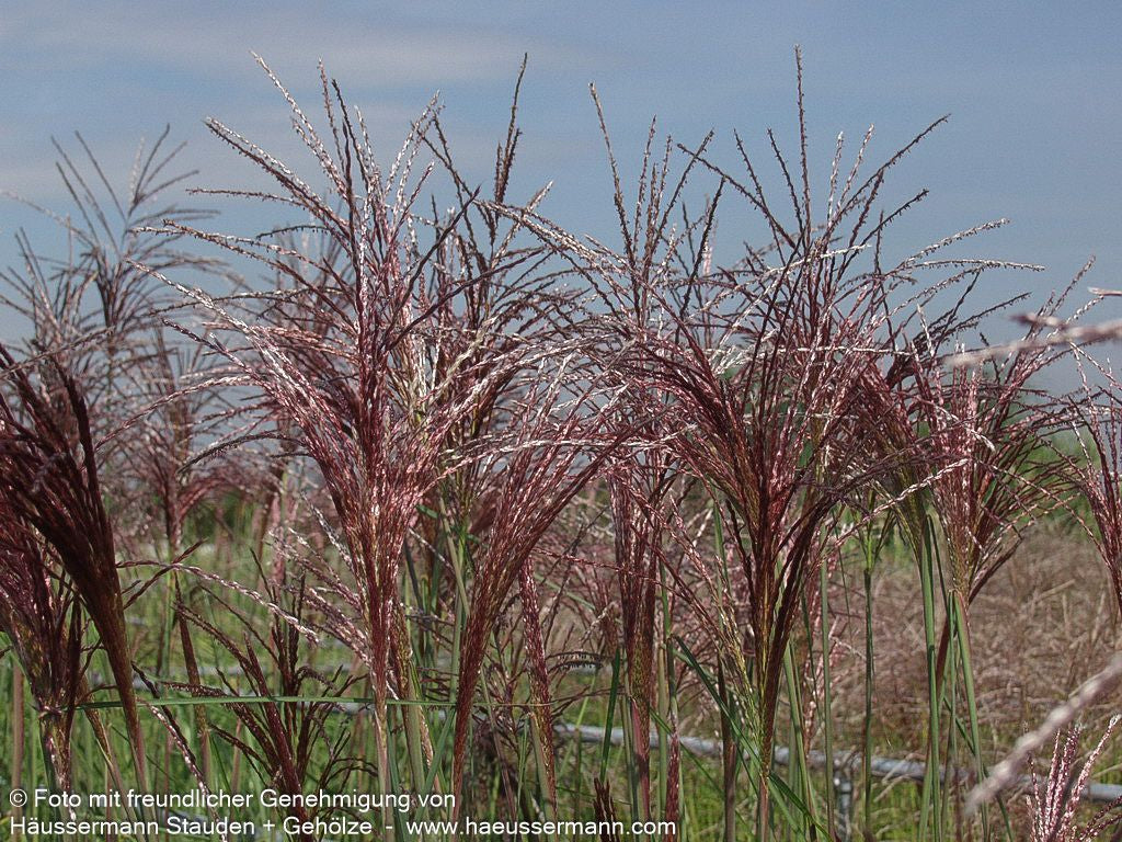 Chinaschilf 'Malepartus' (Miscanthus sinensis)