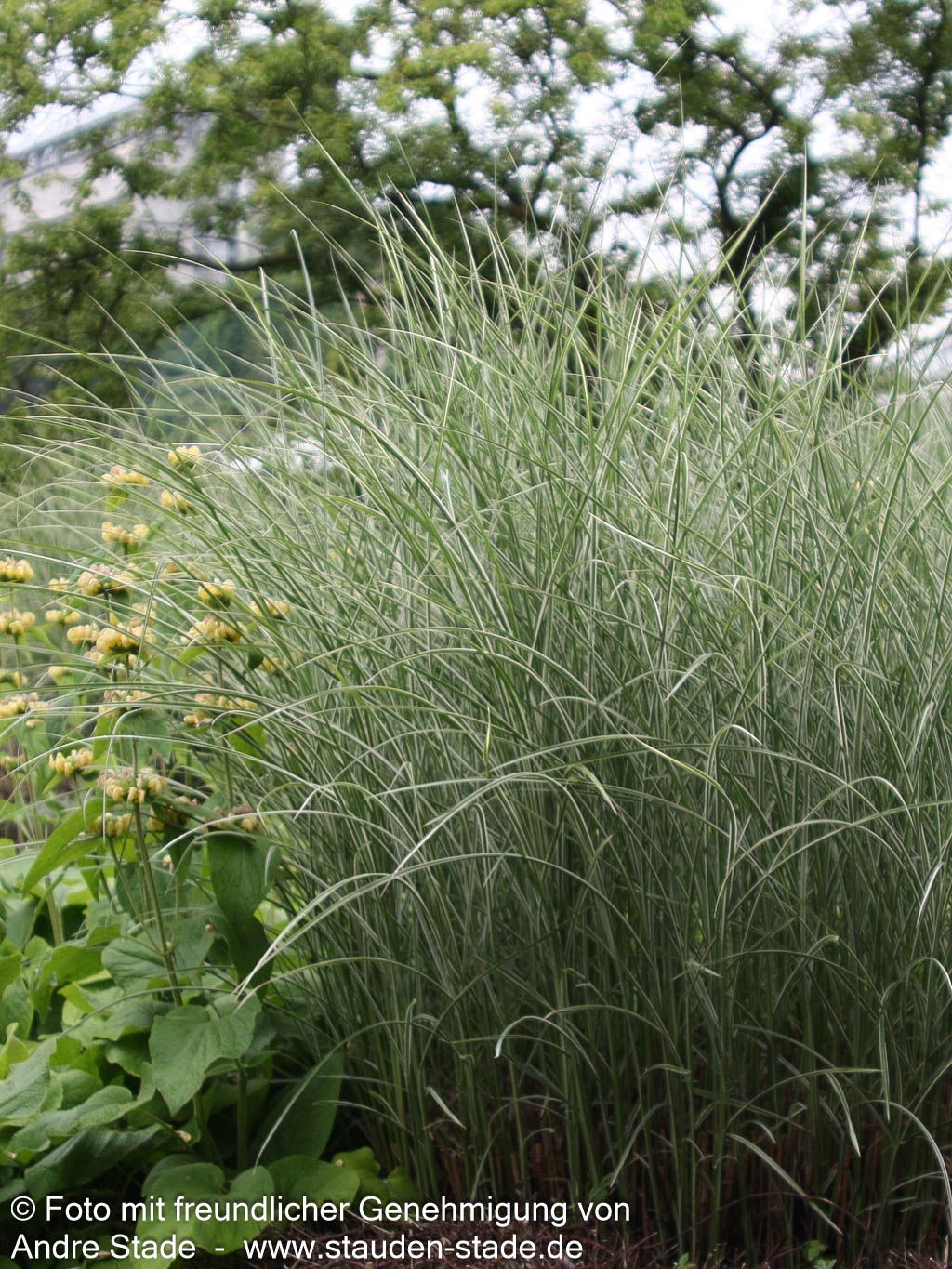 Chinaschilf 'Morning Light' (Miscanthus sinensis)