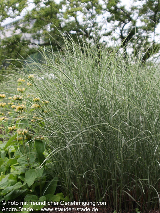 Chinaschilf 'Morning Light' (Miscanthus sinensis)