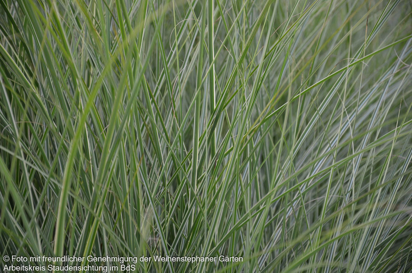 Chinaschilf 'Morning Light' (Miscanthus sinensis)