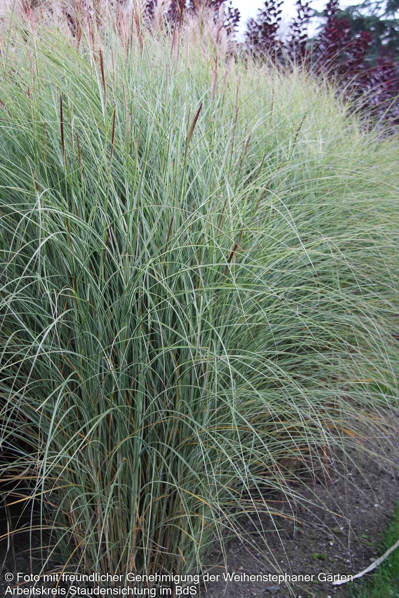 Chinaschilf 'Morning Light' (Miscanthus sinensis)