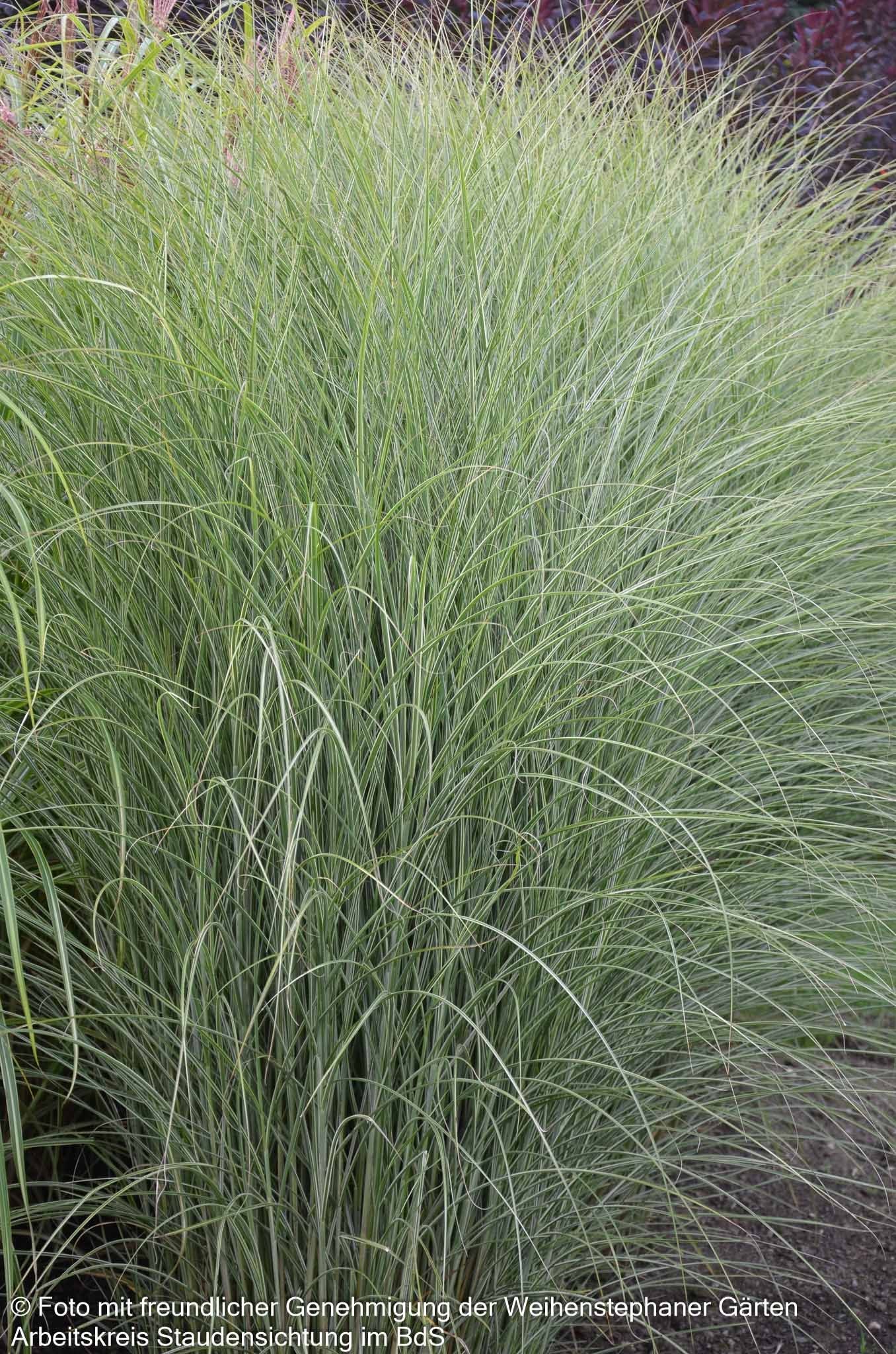 Chinaschilf 'Morning Light' (Miscanthus sinensis)