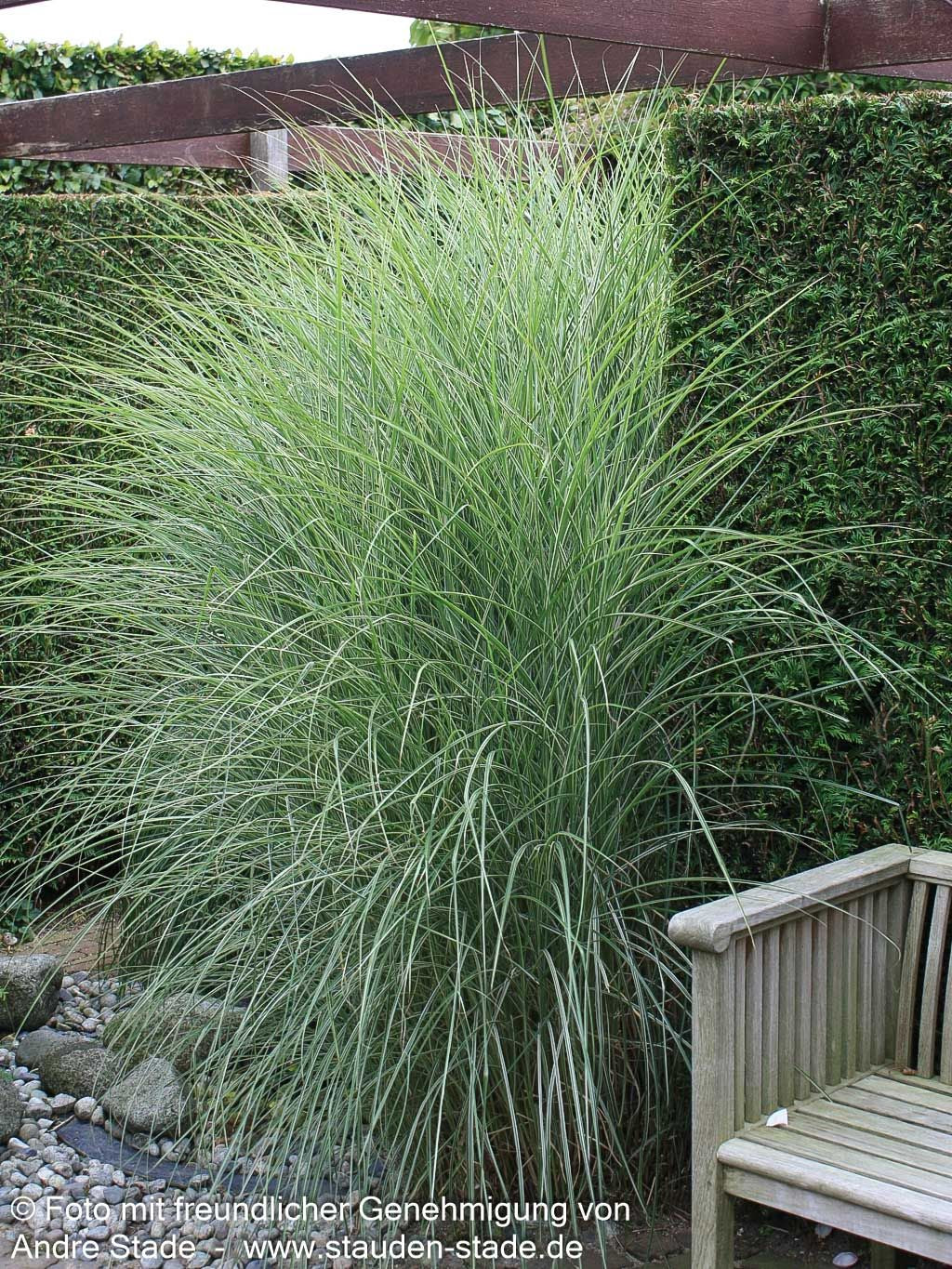 Chinaschilf 'Morning Light' (Miscanthus sinensis)