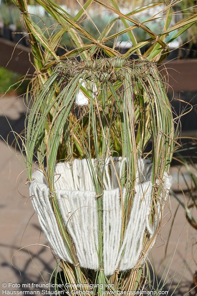 Chinaschilf 'Morning Light' (Miscanthus sinensis)
