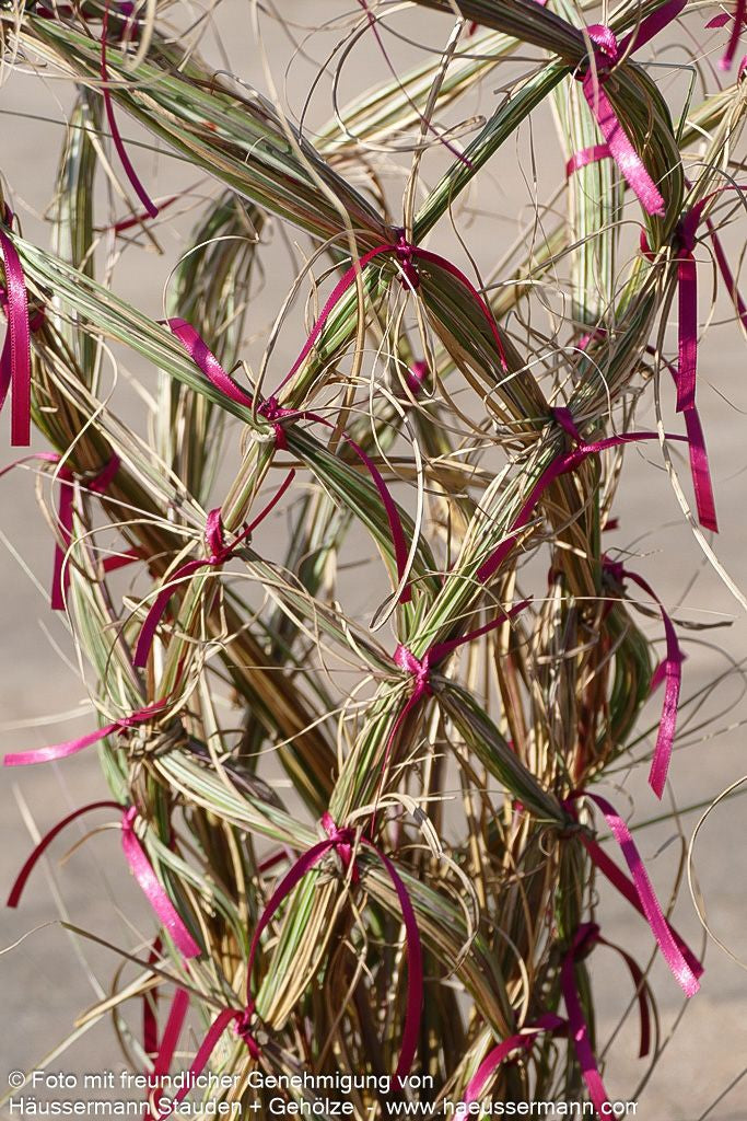 Chinaschilf 'Morning Light' (Miscanthus sinensis)