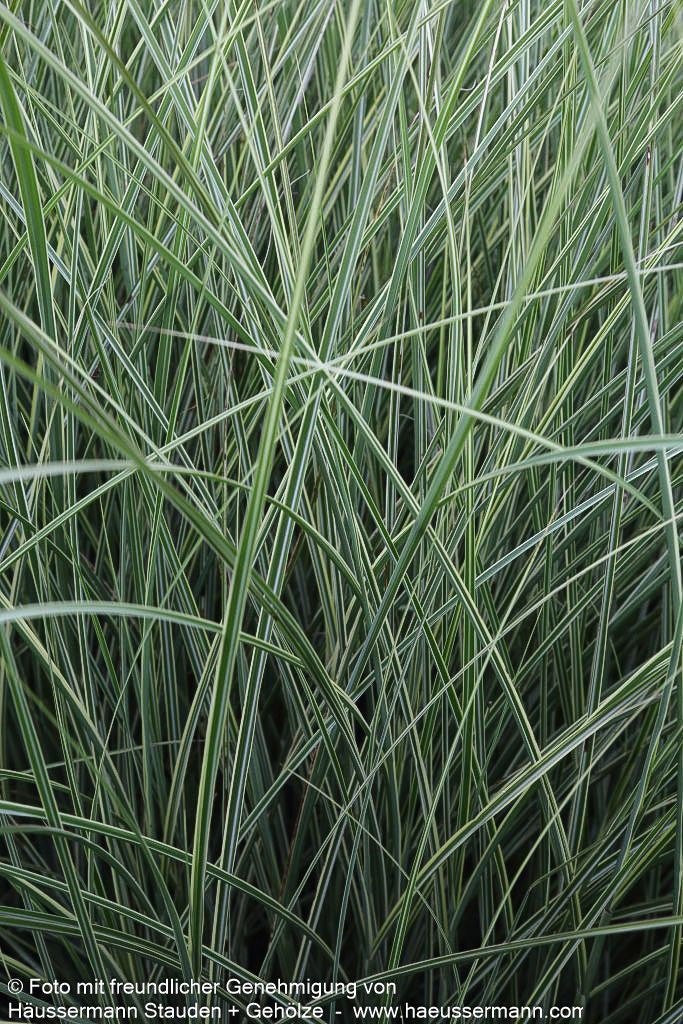 Chinaschilf 'Morning Light' (Miscanthus sinensis)