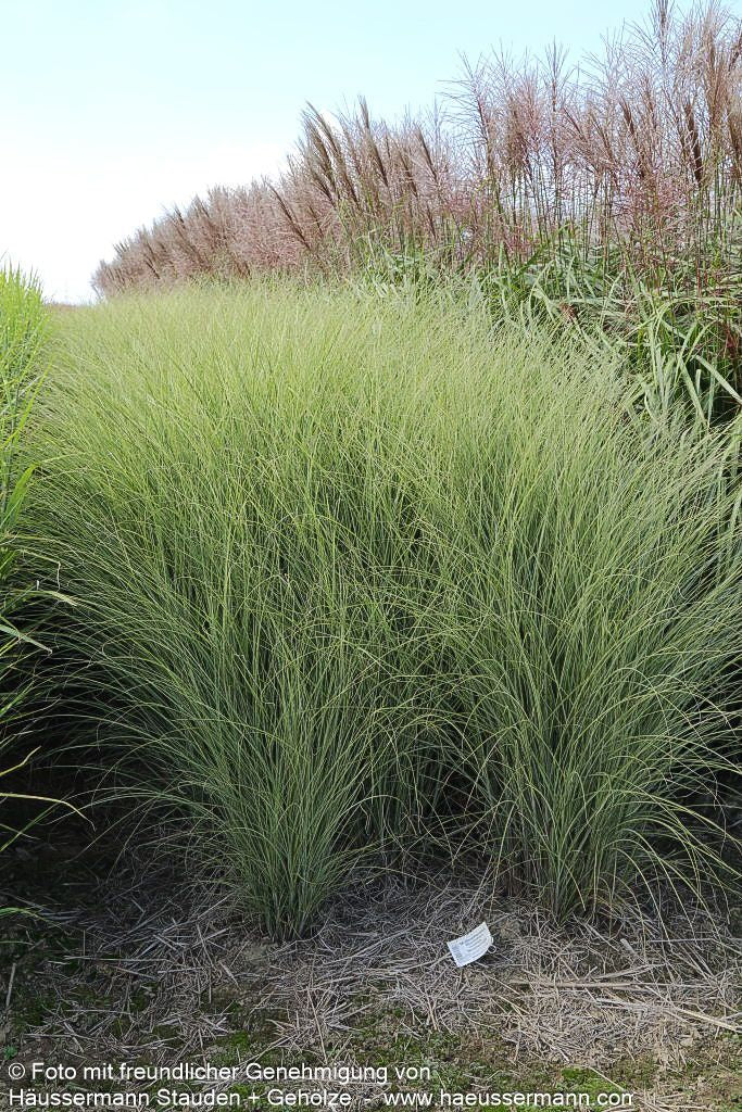 Chinaschilf 'Morning Light' (Miscanthus sinensis)