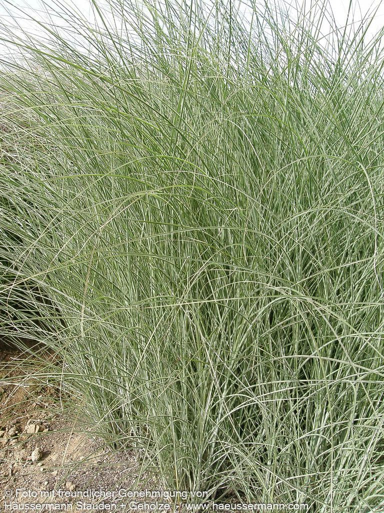 Chinaschilf 'Morning Light' (Miscanthus sinensis)