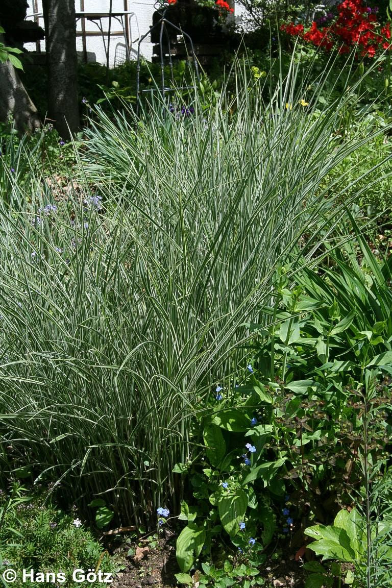 Chinaschilf 'Morning Light' (Miscanthus sinensis)