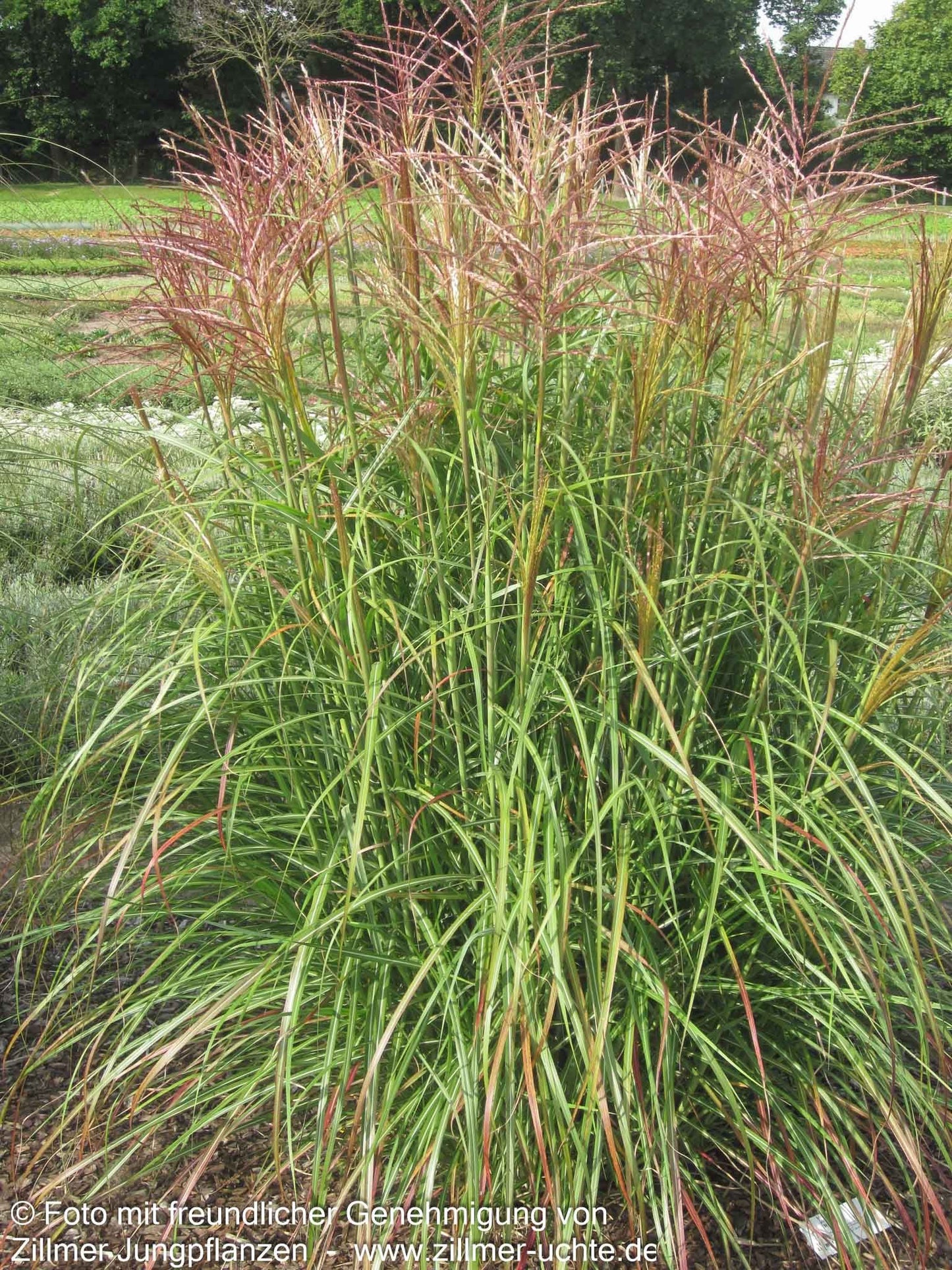 Chinaschilf 'Rotsilber' (Miscanthus sinensis)