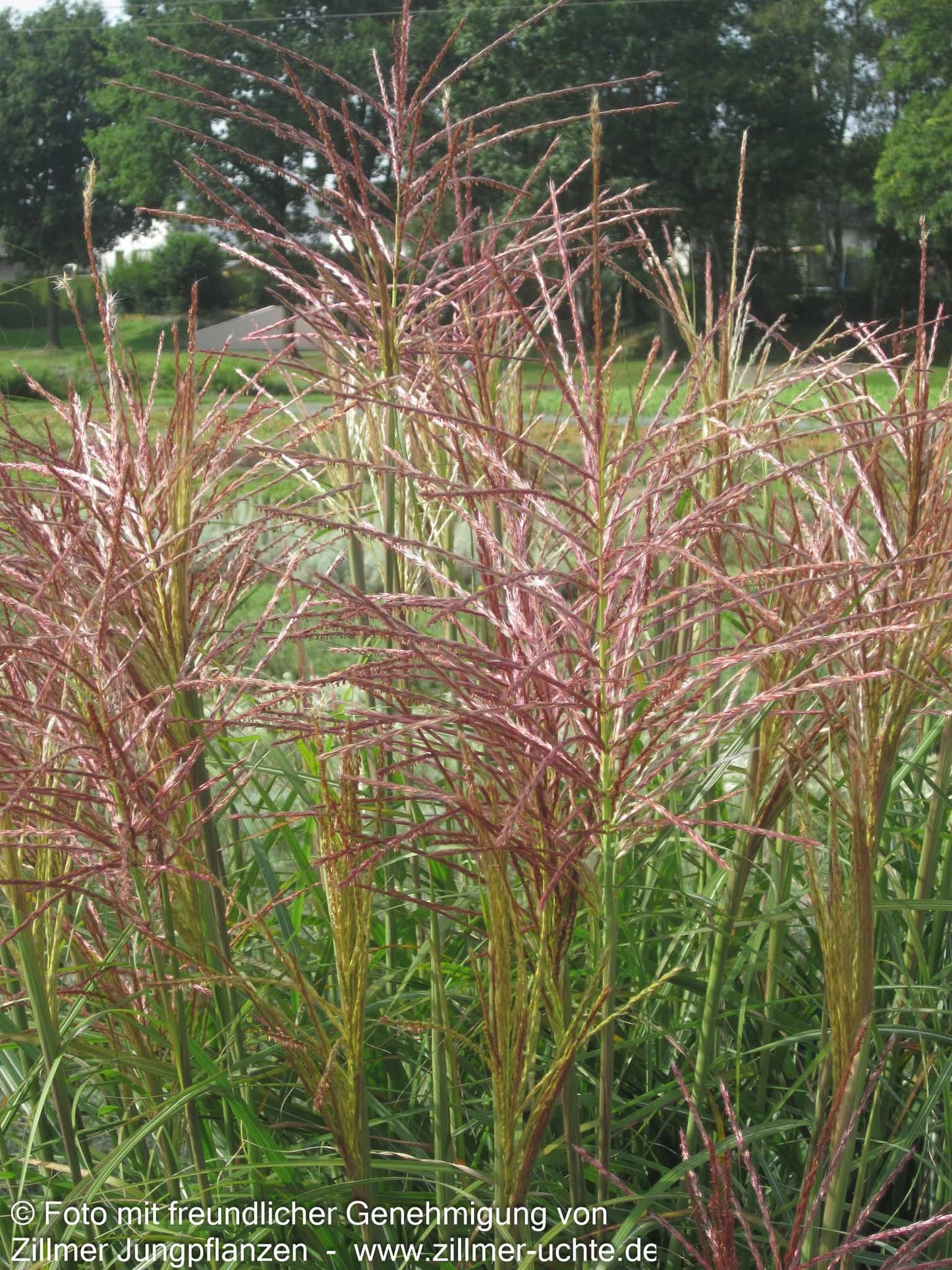 Chinaschilf 'Rotsilber' (Miscanthus sinensis)