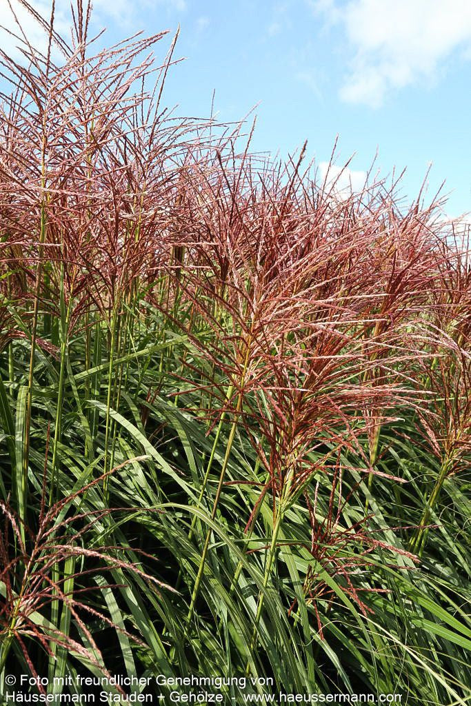 Chinaschilf 'Rotsilber' (Miscanthus sinensis)