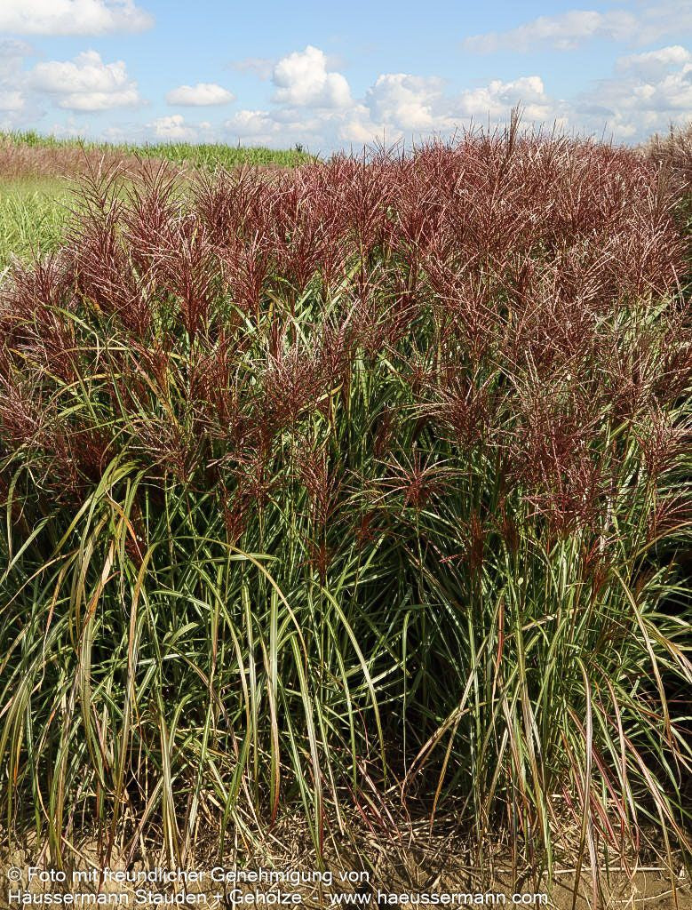 Chinaschilf 'Rotsilber' (Miscanthus sinensis)