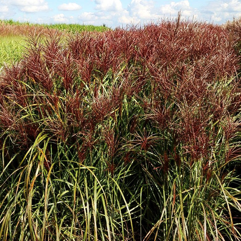 Chinaschilf 'Rotsilber' (Miscanthus sinensis)