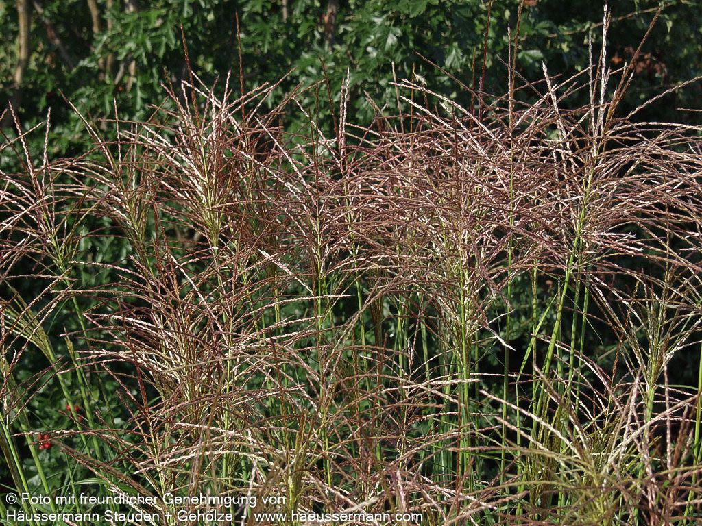 Chinaschilf 'Rotsilber' (Miscanthus sinensis)