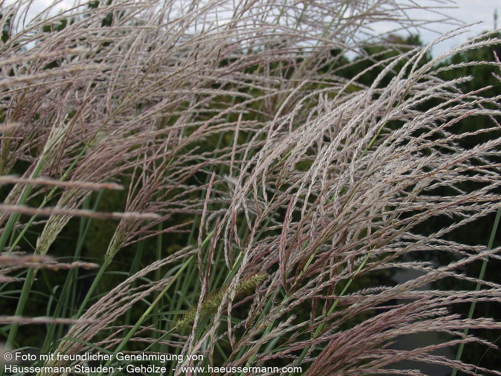 Chinaschilf 'Rotsilber' (Miscanthus sinensis)