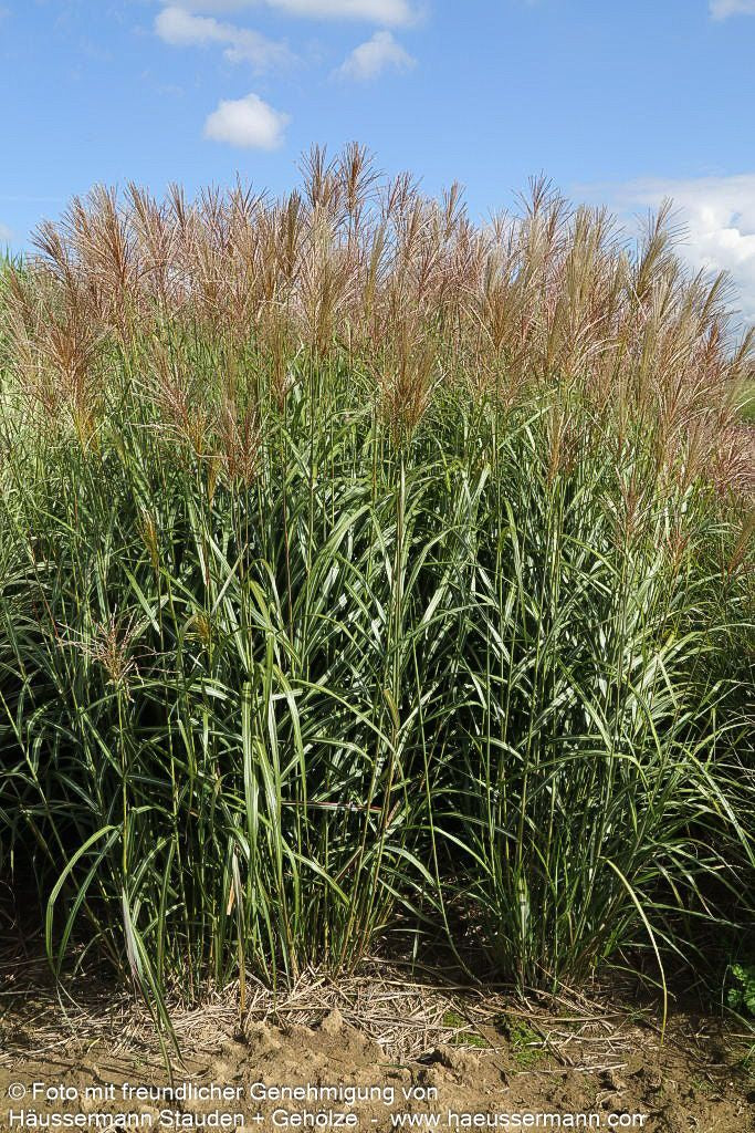 Chinaschilf 'Silberfeder' (Miscanthus sinensis)