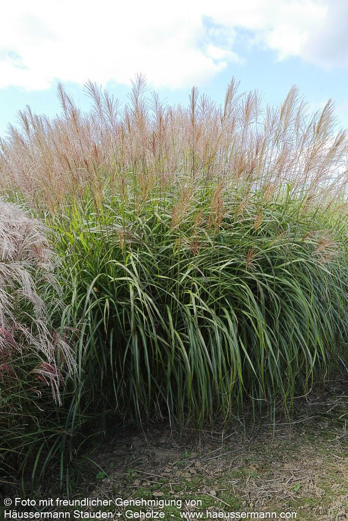 Chinaschilf 'Silberfeder' (Miscanthus sinensis)