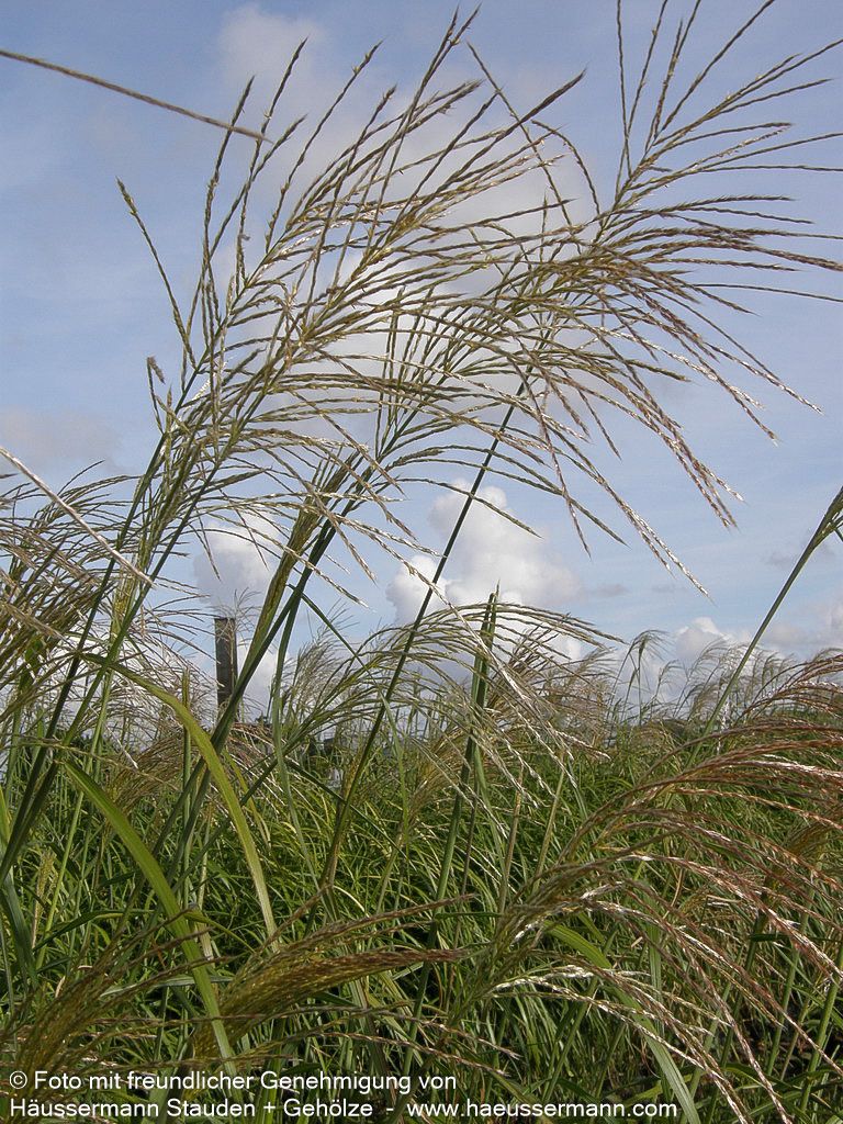 Chinaschilf 'Silberfeder' (Miscanthus sinensis)