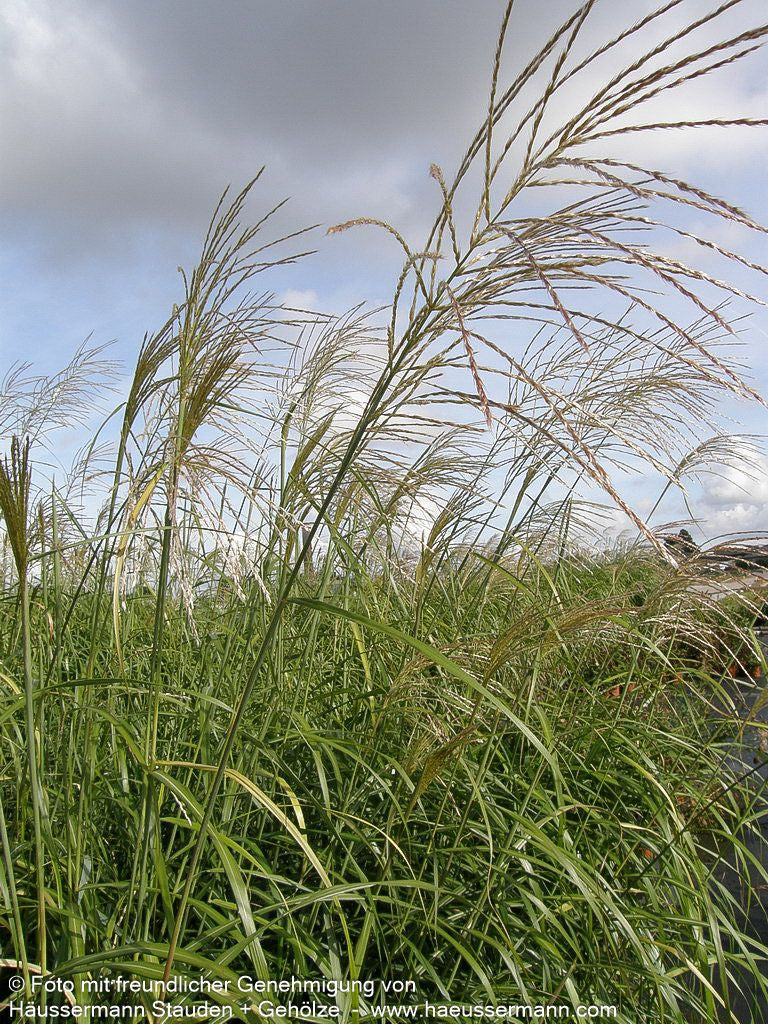 Chinaschilf 'Silberfeder' (Miscanthus sinensis)
