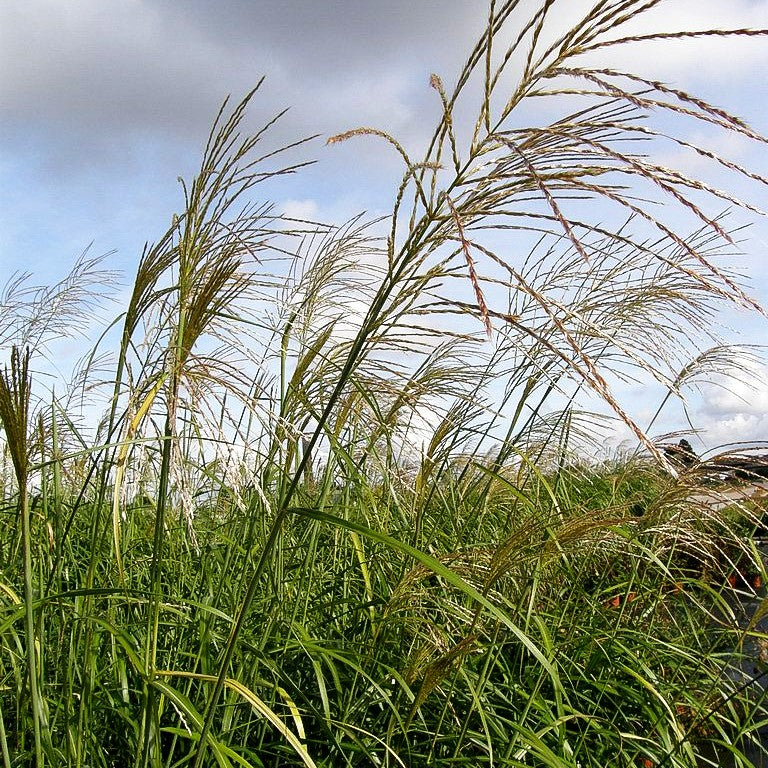 Chinaschilf 'Silberfeder' (Miscanthus sinensis)