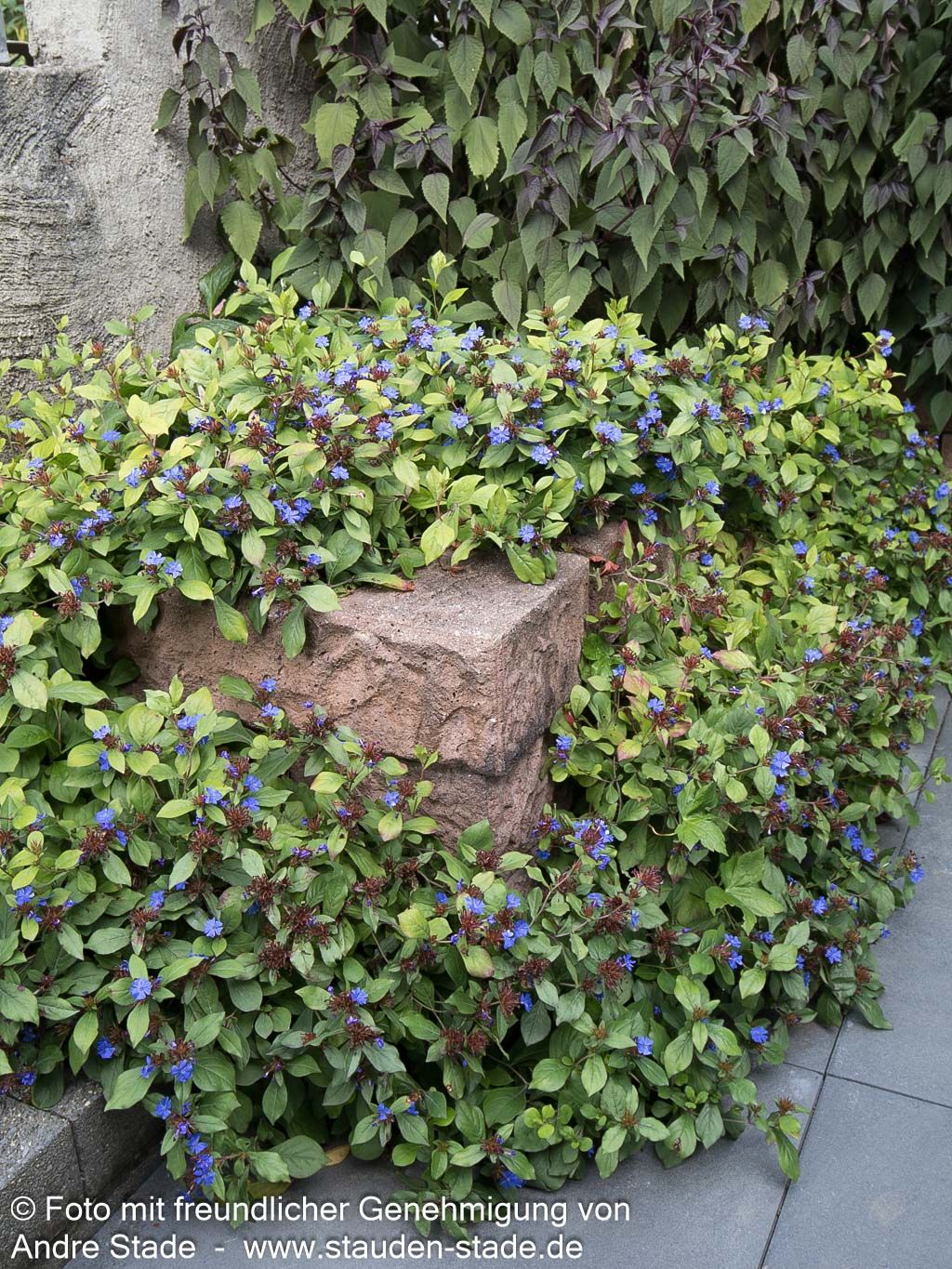 Chinesische Bleiwurz (Ceratostigma plumbaginoides)
