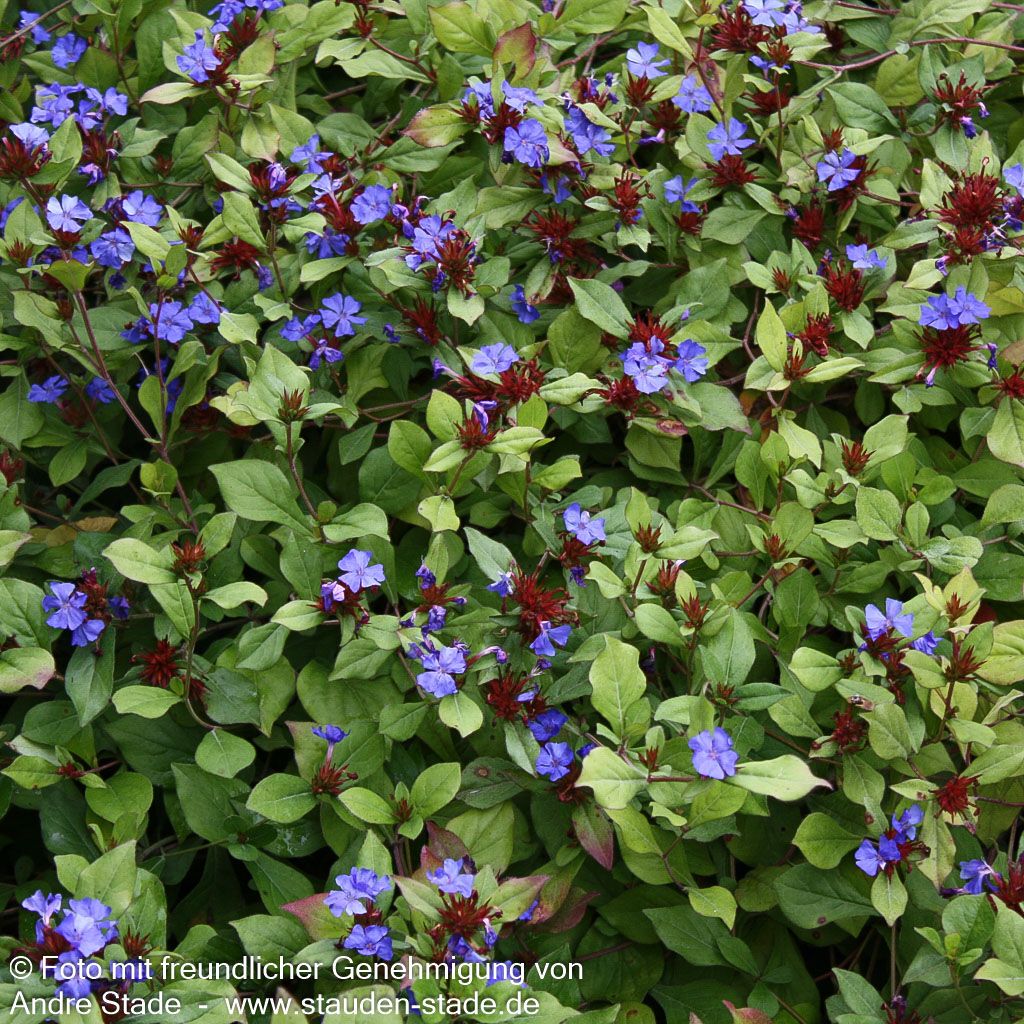 Chinesische Bleiwurz (Ceratostigma plumbaginoides)