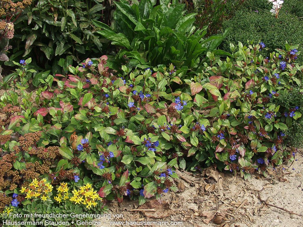 Chinesische Bleiwurz (Ceratostigma plumbaginoides)