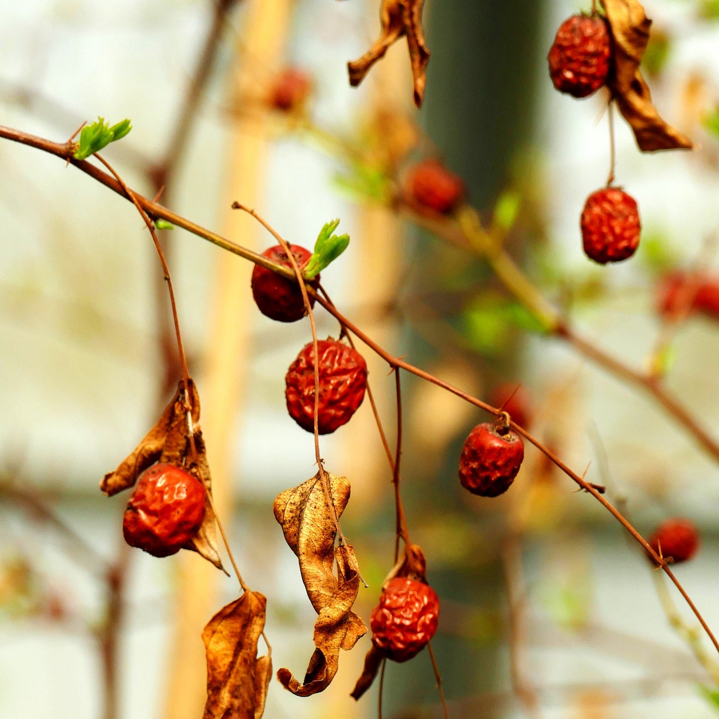 Chinesische Dattel (Ziziphus jujuba)