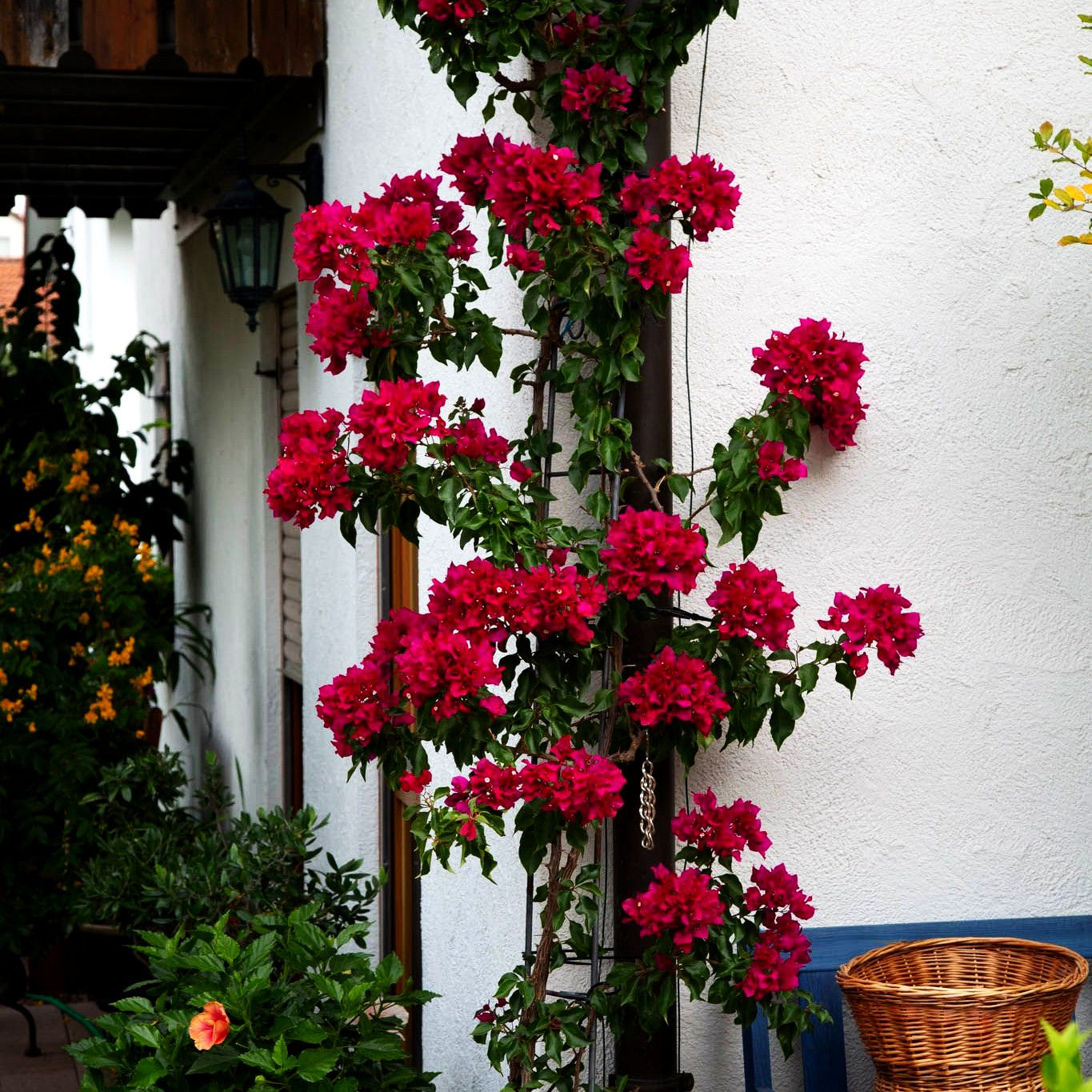 Chinesische Kräuselmyrte 'Coccinea' (Lagerstroemia indica)