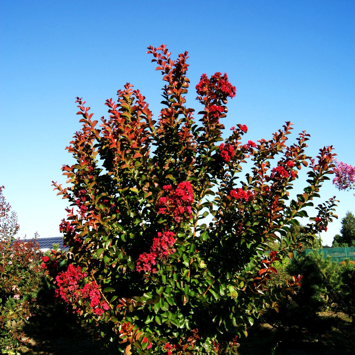 Chinesische Kräuselmyrte 'Dynamite' (Lagerstroemia indica)