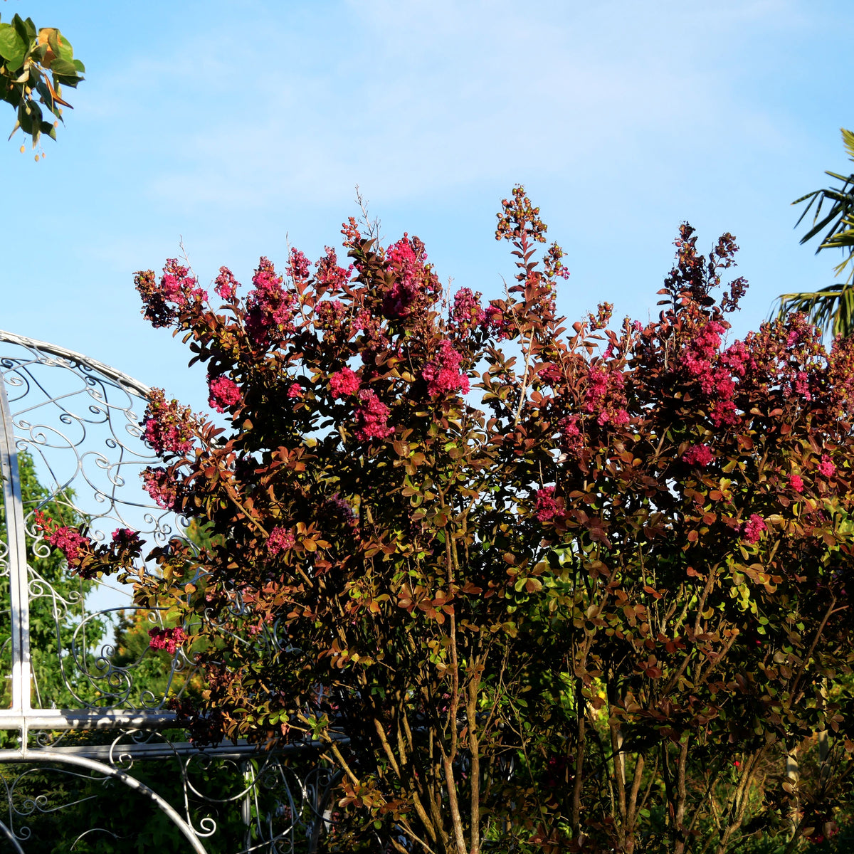 Chinesische Kräuselmyrte 'Fuchsia d´Ete' (Lagerstroemia indica)