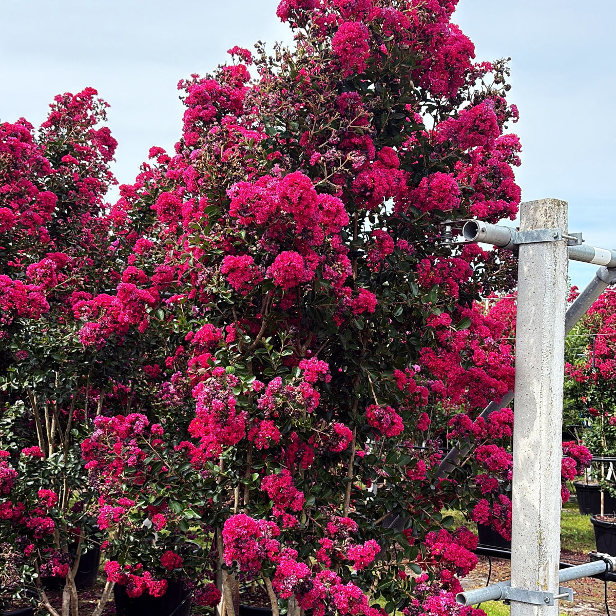 Chinesische Kräuselmyrte 'Fuchsia d´Ete' (Lagerstroemia indica)