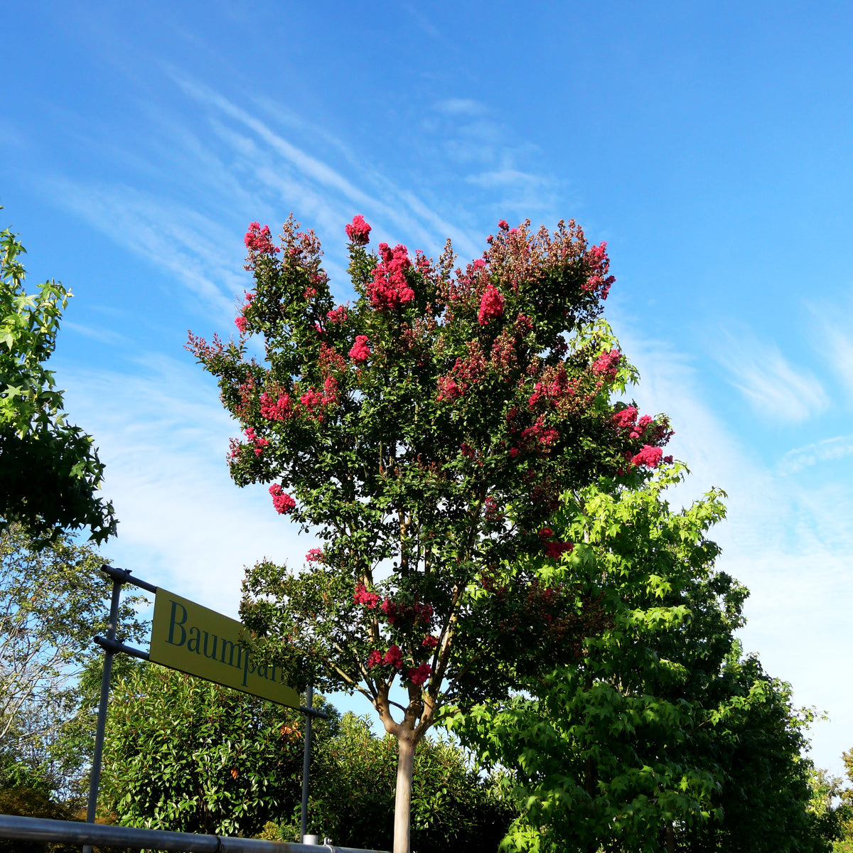 Chinesische Kräuselmyrte 'Matie Red' (Lagerstroemia indica)