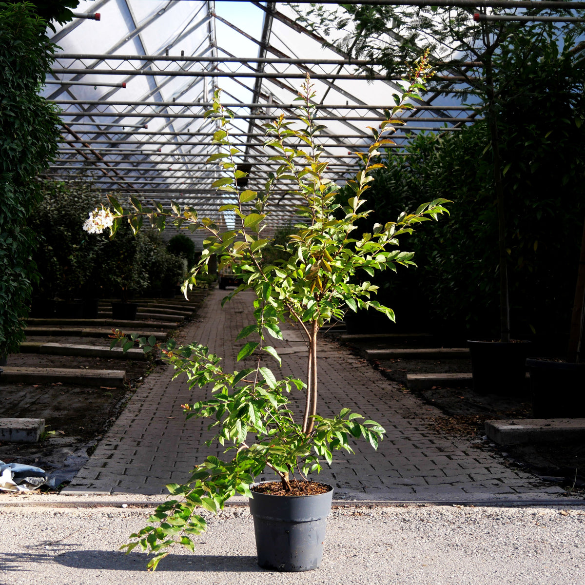 Chinesische Kräuselmyrte 'Natchez' (Lagerstroemia indica)