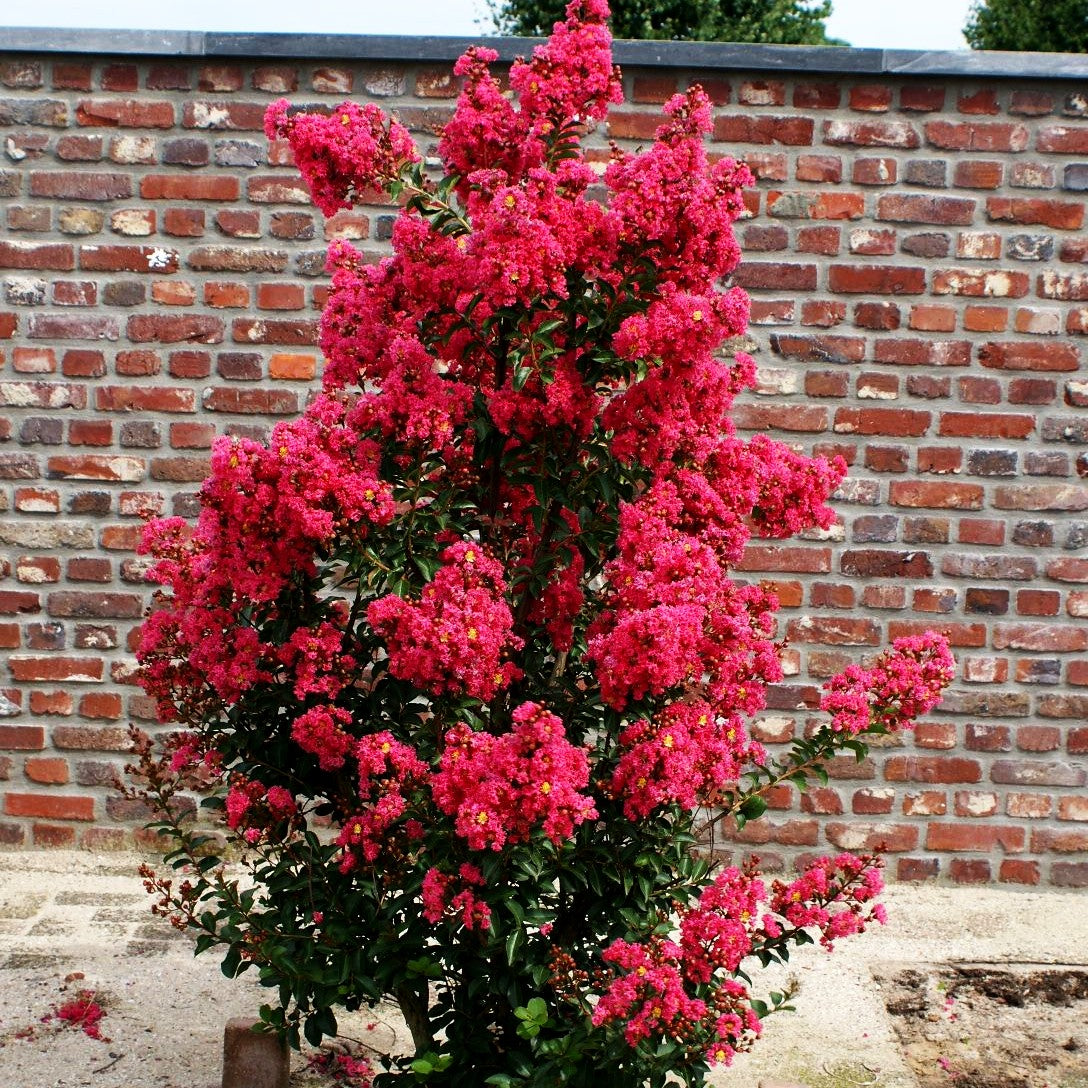 Chinesische Kräuselmyrte 'Tuskegee' (Lagerstroemia indica)