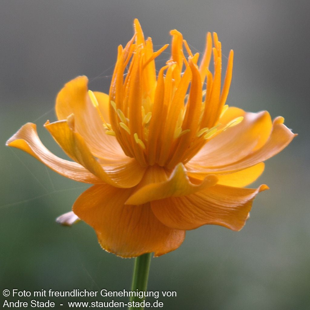 Chinesische Trollblume 'Golden Queen' (Trollius chinensis)