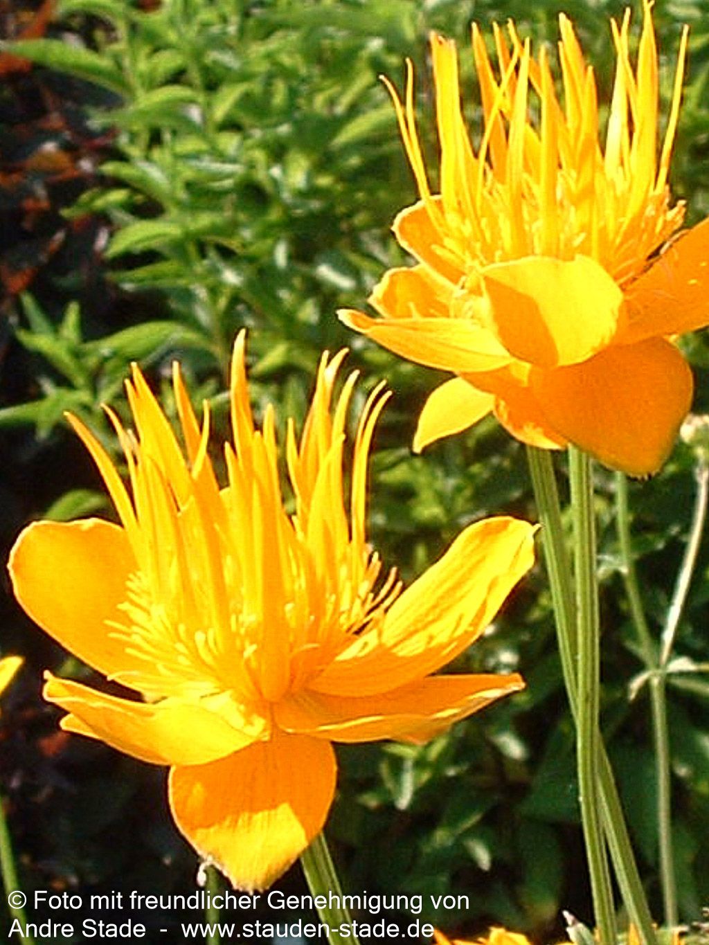 Chinesische Trollblume 'Golden Queen' (Trollius chinensis)