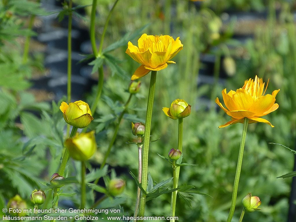 Chinesische Trollblume 'Golden Queen' (Trollius chinensis)