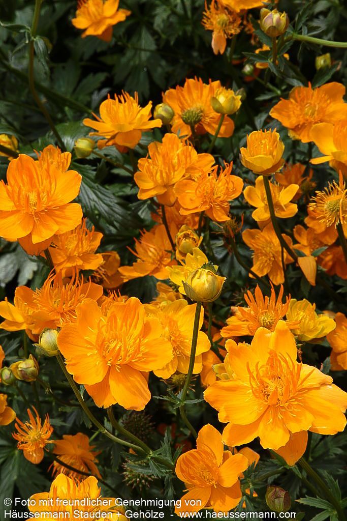 Chinesische Trollblume 'Golden Queen' (Trollius chinensis)